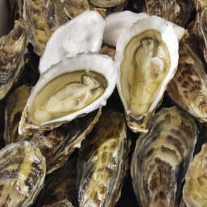 Oysters