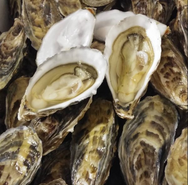 Oysters