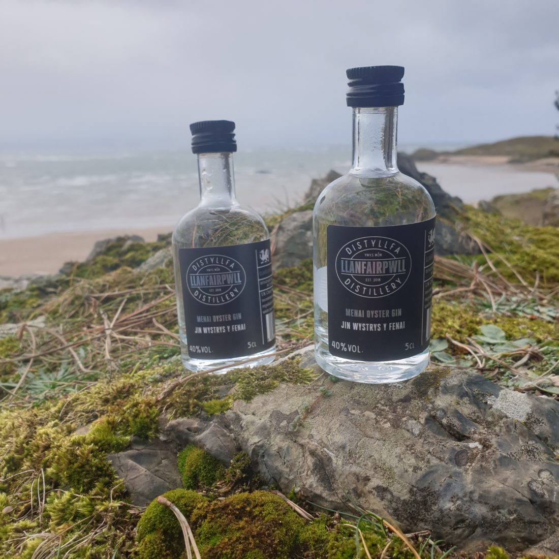 Menai Oyster Gin Menai Oysters and Mussels Ltd